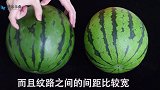 西瓜甜不甜，看这里就知道了，学会这个小技巧，西瓜一挑一个准