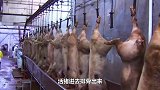 杀猪不见血，二师兄连声惨叫都没有，活猪进去排骨出来！