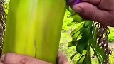 香蕉树里有鸡蛋，万万没想到