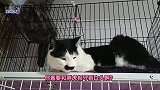 二哈猫突然攻击新来胖公猫，胖公猫立刻连环拳回击，这速度太快了