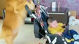 搞笑金毛家有萌宠