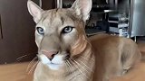 大猫倒地撒娇不起来，主人：你是只狮子！