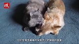 小鸡把猫当成妈妈，下一秒画风大变！猫咪：咋回事？