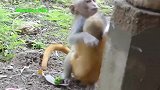 实拍：猴子感情真好啊