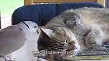 猫咪正在睡觉，鸟儿作死不停挑衅猫咪，下一秒猫咪忍无可忍