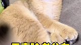 什么？你竟然不知道无辜脸老盆友！