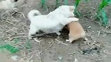恶狗先告状！