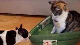 猫咪把狗狗的床占了你使劲拉，我动一下算我输！