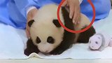 不戴口罩和手套触摸大熊猫？韩国艺人违规接触熊猫幼崽引网友愤怒