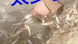 鱼太多了，根本捞不完啊