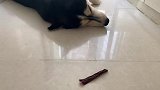 你知道吗，狗子也会做梦，还会说梦话，不信你进来看看，太逗了