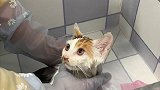 爱宠治愈季 一只怕人、腿残疾的三花猫被小姐姐领养了后，居然360%态度大转变，真治愈！ 流浪猫  和猫住