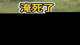 见过水牛洗澡吗，天气太热了，它竟然在水里不出来了！