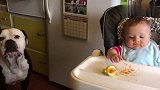 狗狗看着小主人吃东西，这可怜巴巴的小眼神，饿坏了吧