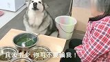 狗子到奶奶家串门，看到一桌菜死活不肯走，人狗对话毫无压力