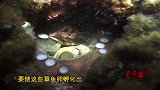 生物学家发现章鱼新品种！最萌章鱼惹人爱