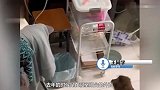 大闹寝室！泼猴闯进高校女生宿舍翻东西，蹲桌上偷吃橘子