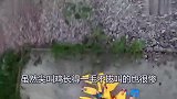小伙把橡胶玩具倒进泳池里，小伙跳进泳池的反应太搞笑了