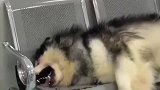 狗狗打架输了躺在医院嚎个不停