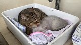 猫王：据说这是古代的皇帝才能吃的