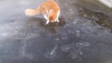 给猫看视觉错觉图，猫疯了，网友：你将失去你的猫主子