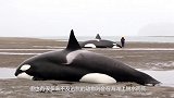 感动座头鲸搁浅面临脱水危险，众人合力成功把座头鲸送回大海