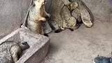土拨鼠也太可爱了吧，吓唬一下就这么大反应