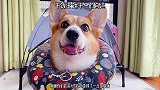 小短腿的自述