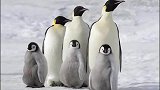 南极的极地萌主，也是企鹅家族里最大的企鹅