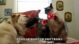 猫咪躲在主人怀里，柴犬看后吃醋了：你给我下来！