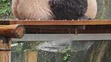 雨中睡觉的大熊猫，神奇的避雨方式，顾头不顾尾