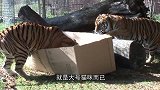 男子被猎豹咬住大腿，同伴抓住猎豹狂抡720度，立刻老实起来！