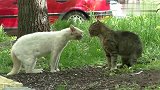 猫星人干架比的就是气场，前奏对骂，战斗只有几十秒，却很精彩