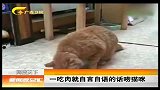 新闻夜总汇-20120424-一吃肉就自言自语的话唠猫咪