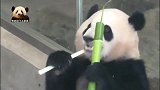 美出天际的熊猫宝宝彩浜努力当个开心的吃货，好萌呀！