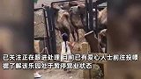 北京一疑似荒废乐园内动物们瘦骨嶙峋，骆驼的驼峰都已塌陷，官方回应