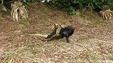 蟒蛇看家护院的小黑狗遭大蟒蛇捕食，叫声吸引了主人，不然后果