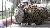 花豹一觉醒来发现“衣服被脱”，生无可恋表情可把医生笑坏了