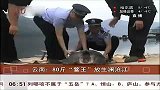 共度晨光-20120406-云南：80斤“鳖王”放生澜沧江
