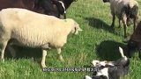 农场主新买了一只牧羊犬，帮忙管理农场的绵羊，接下来画风突变