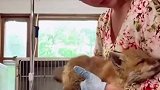 小狐狸被小姐姐一家救助后放生，谁知小家伙竟然回来看望恩人
