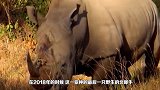 濒临灭绝的白犀牛标志着领土，不可预料的事发生，网友：辣眼睛
