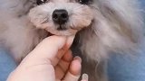 萌在在探照灯式的大眼