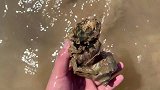 大海退潮后赶海发财了，大春挑战海螺滩，还碰到蛏子的天敌（下）