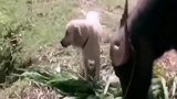狗子牛老大，弟弟愿为你鞍前马后！