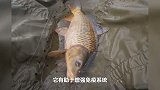 除了促汤，这8种鱼也有“奇效”，每天吃一点，健康又长寿