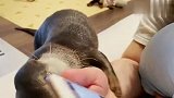 超黏人水獭，铲屎官看会电视都不乐意，谁还敢养啊？