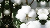世界顶级！新疆棉花中国自己还不够用 支持新疆棉花   新疆 支持