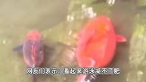 趵突泉四只胖锦鲤组团出游，一个比一个体型大，网友：看来游泳减不了肥