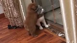 猫：铲屎的我可没打架，是狗先动的手！